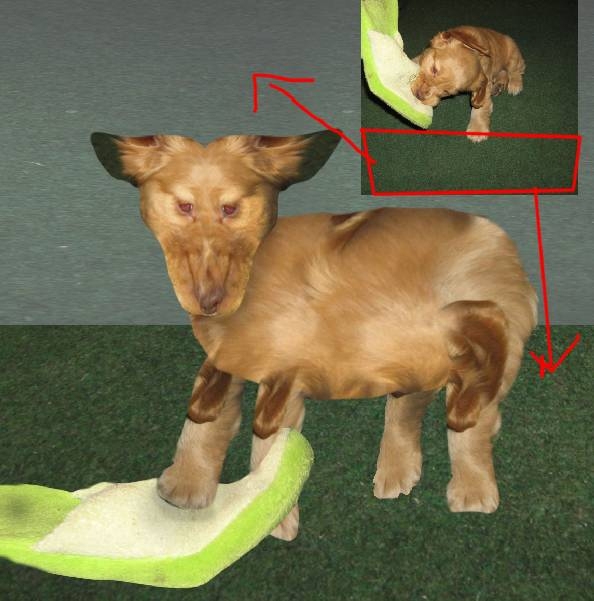 Creation of Puppy Transformation: Step 4